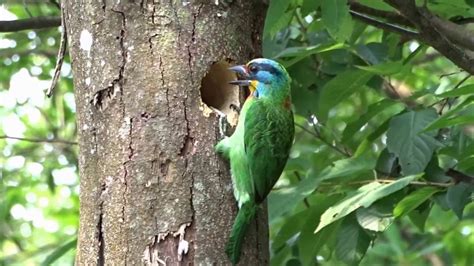 鳥築巢吉兆|【鳥築巢吉兆】迎祥納瑞：野鳥築巢，居家風水好兆頭！